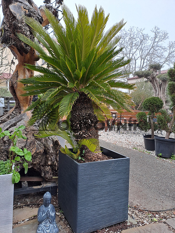 CYCAS REVOLUTA - výška 180cm