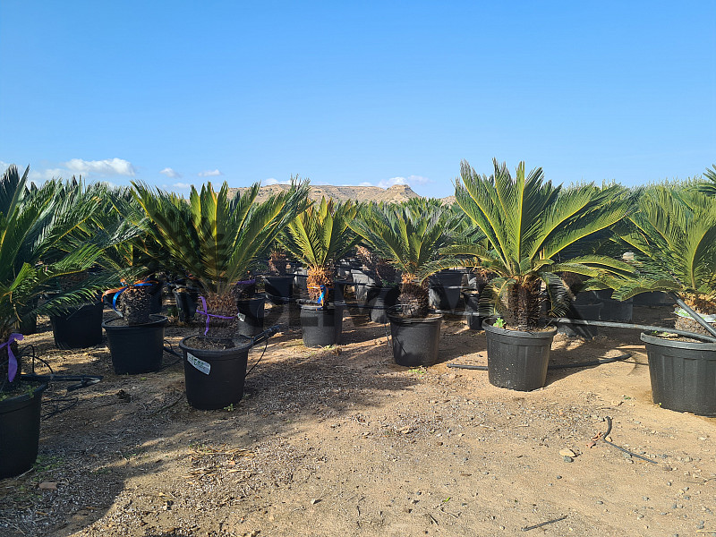 Cycas Revoluta - extra