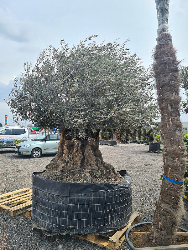 Olivovník Evropský - Bonsai Lechin Grande