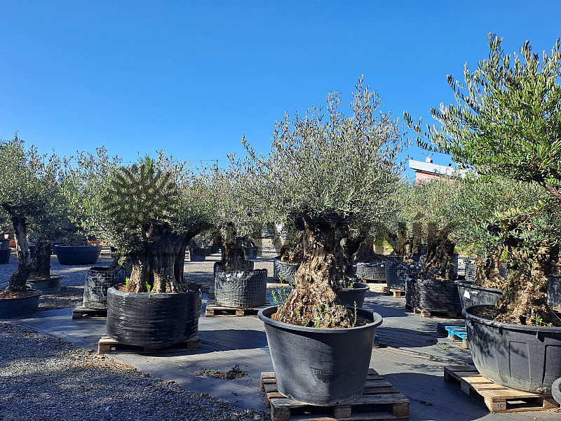 Olea Europea Bonsai - Olivovník Evropský