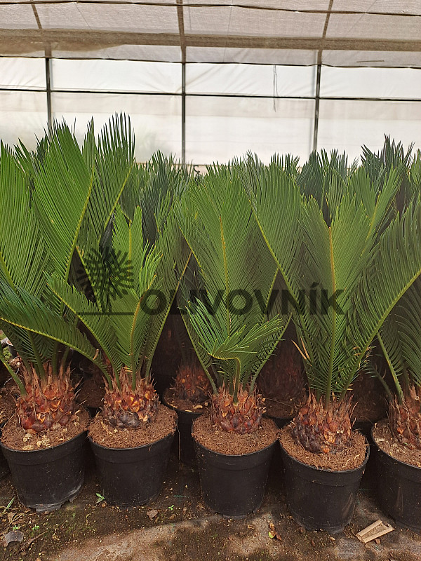 Cykas Revoluta - Cycas Revoluta