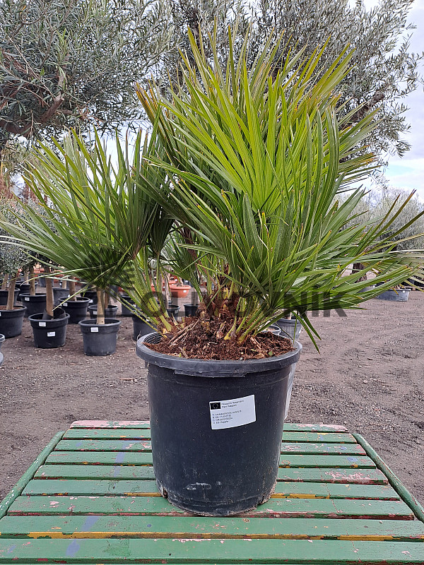 Chamaerops Humilis 15Lt