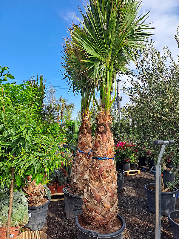 Washingtonia Robusta 220/240cm