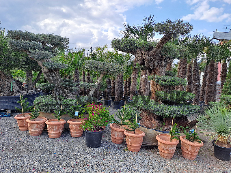 Olea Europaea - Olivovník Bonsai Grande Mega