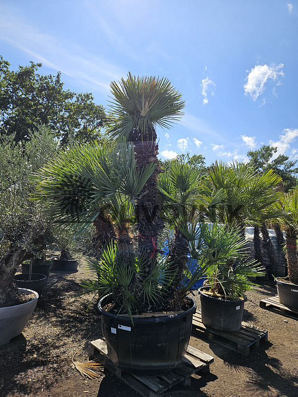 Chamaerops Humilis - Grupo