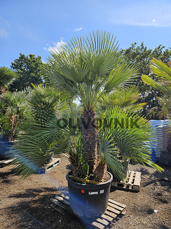 Chamaerops Humilis - Grupo