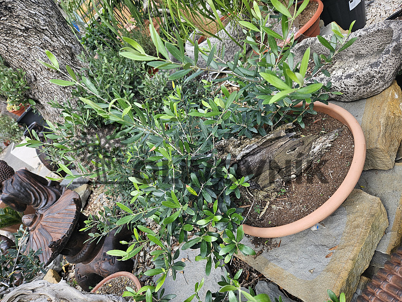 Olivovník - Olea Europaea Bonsai S