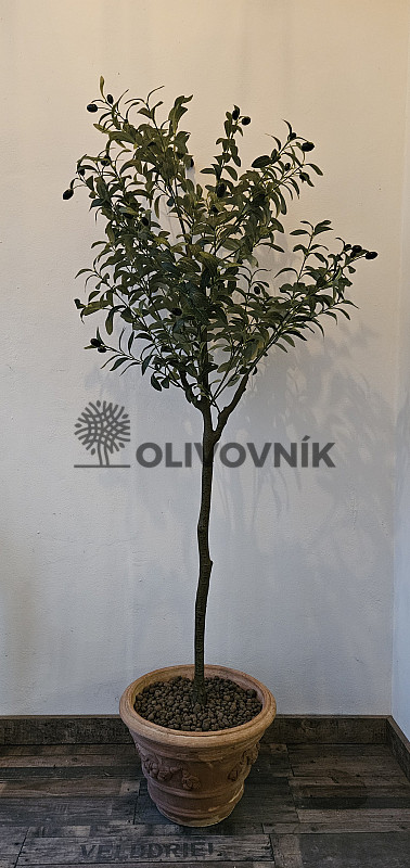 Olivovník Evropský - výška 150cm