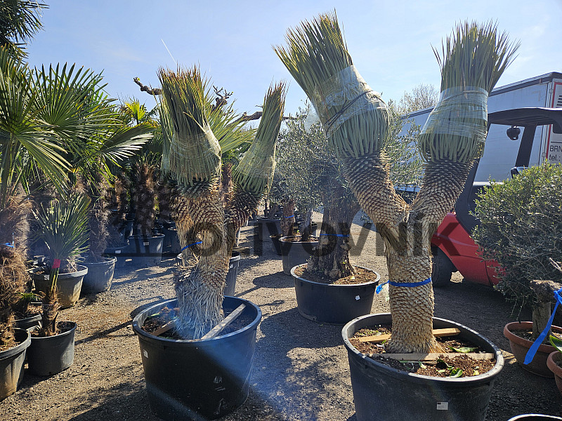 Yucca Rostrata multi - extra