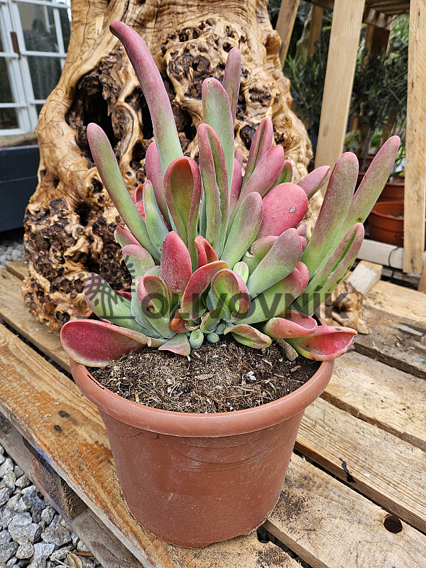 Kalanchoe oricolo 15Lt - C25