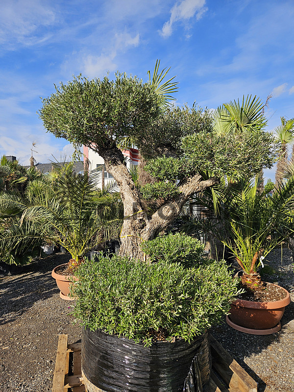 Olivovník Evropský - Bonsai Pon Pon Grande