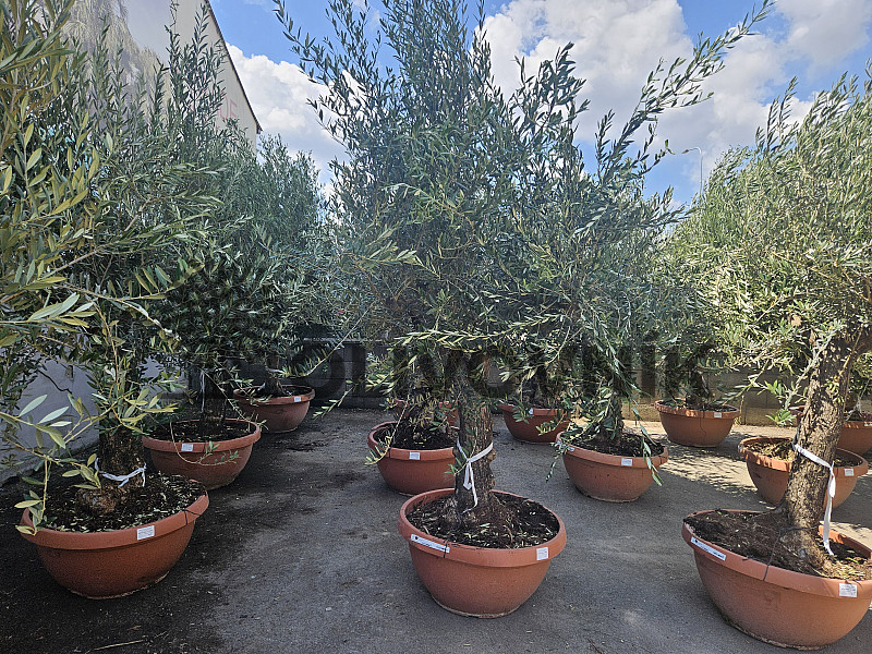 Olea Europaea - Safari Q90 / TOP CENA