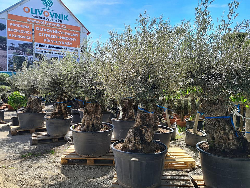 Olivovník Evropský - BONSAI - TOP CENA