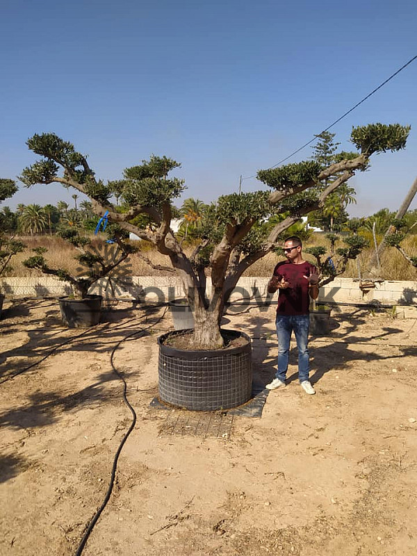 Olea Europaea PON PON Zaragoza EXTRA 280/300cm č.6