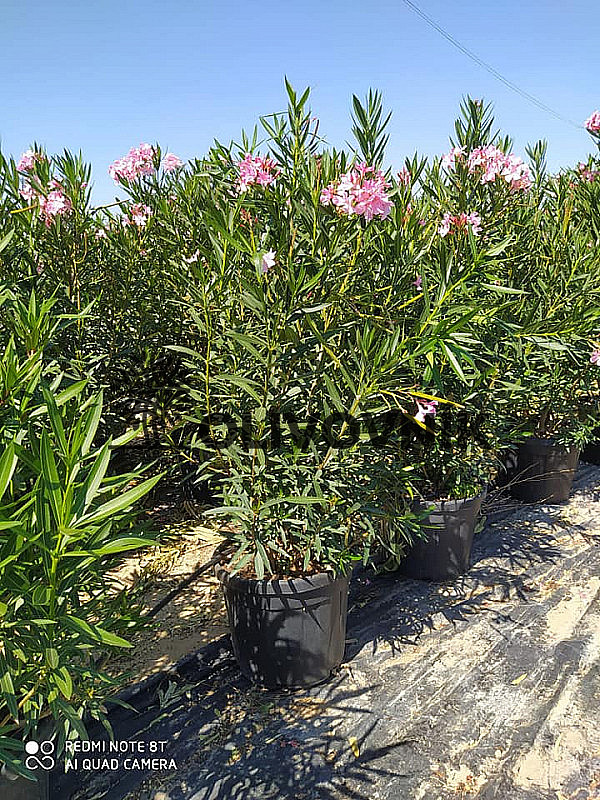 Oleander Nerium - keříkový /150cm