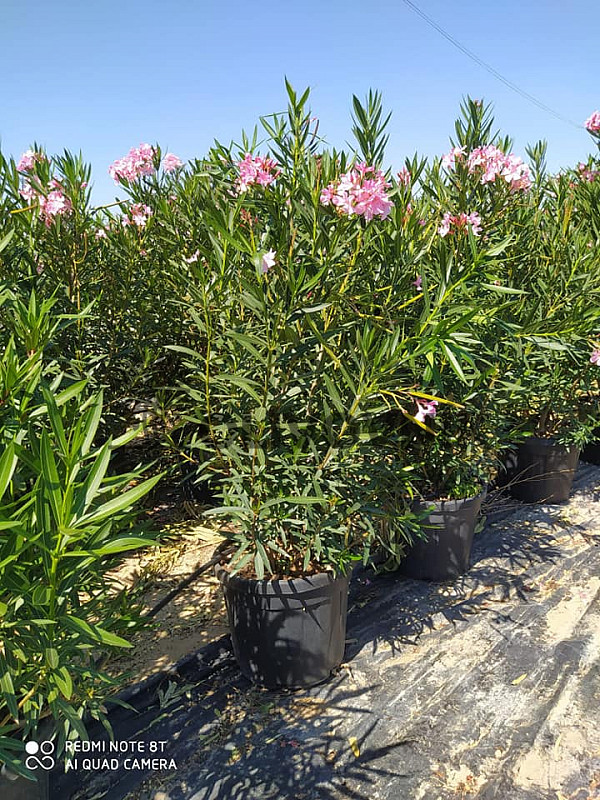 Oleander Nerium C25- keříkový Bílý/Růžový/Červený