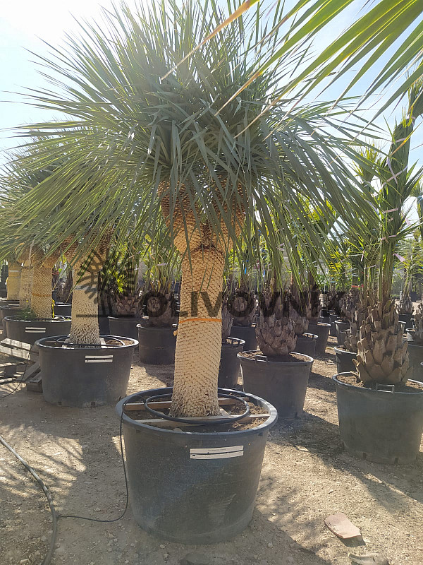 Yucca Rostrata EXTRA DOUBLE - 130cm kmen Y