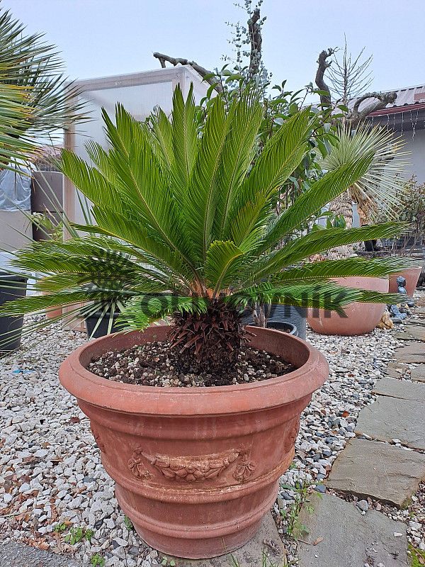 CYCAS REVOLUTA - výška 100cm