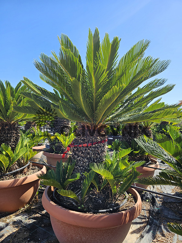 CYCAS REVOLUTA - Multikmen - výška 130cm