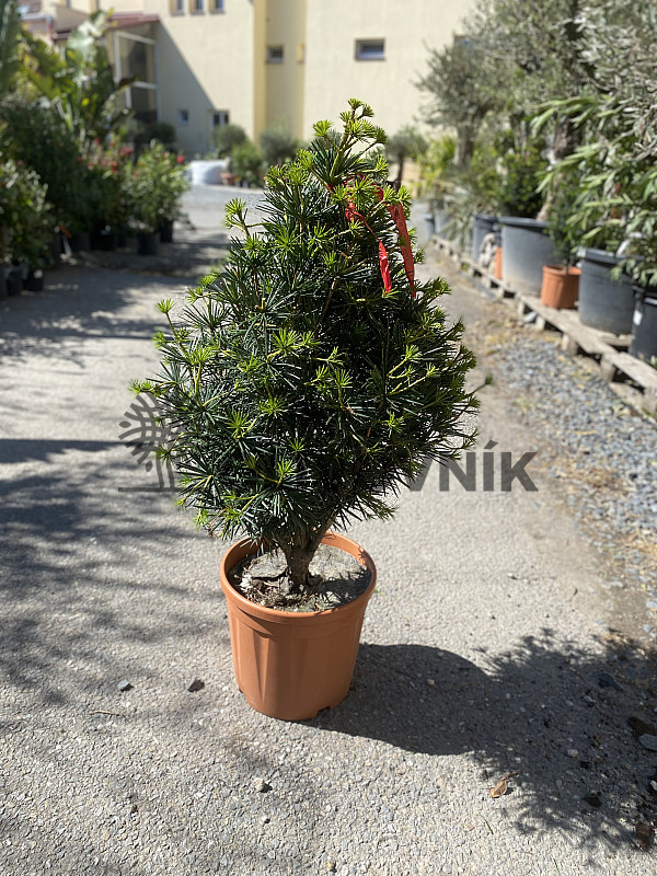 SCIADOPITYS VERTICILLATA " Beauty Green" - Pajehličník /110cm