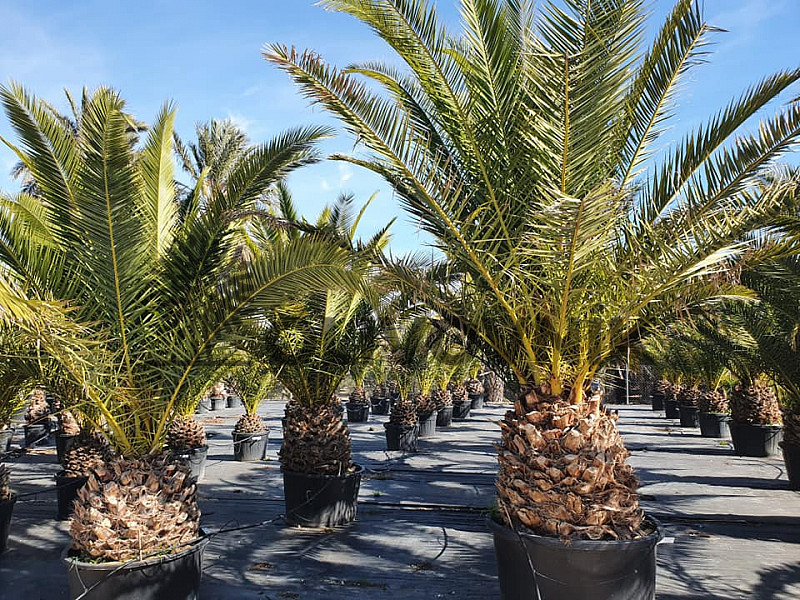 PHOENIX CANARIENSIS 80/90, celková výška cca 400cm