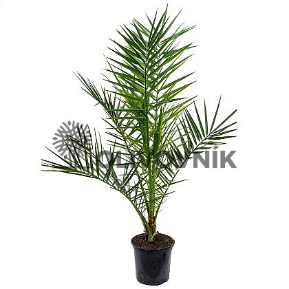 PHOENIX CANARIENSIS 25lt