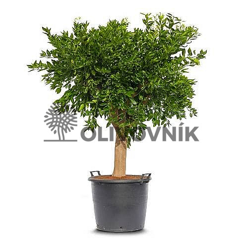 Citrus Reticulata - Mandarinka ( 120 - 140cm) / VYPRODÁNO