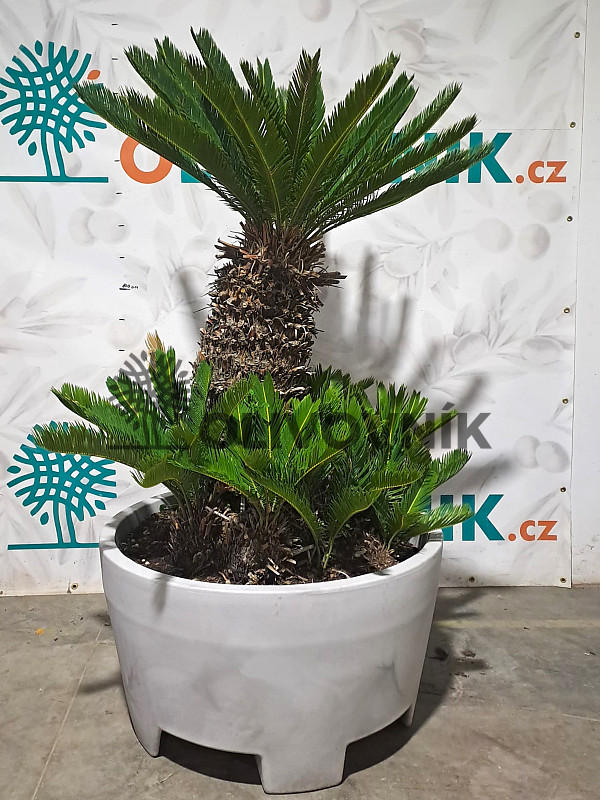 CYCAS REVOLUTA - výška 145cm