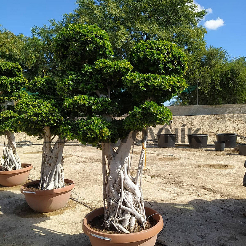 FICUS MICROCARPA - vhodné do interiéru ( 270cm + )