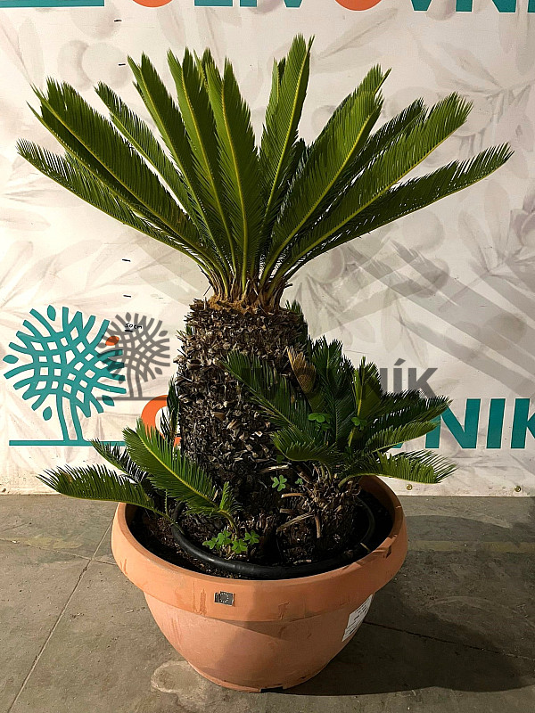 CYCAS REVOLUTA - Multikmen - výška 100cm