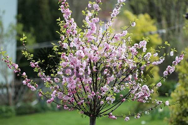 PRUNUS DULSIS - Mandlovník / 25lt