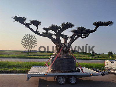 Velký Olivovník Bonsai Plato - Zlínský kraj