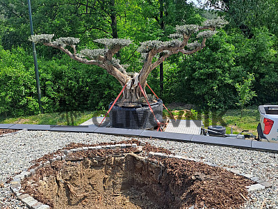 Velký Olivovník Bonsai Plato - Zlínský kraj