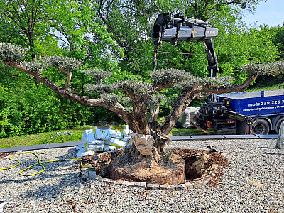 Velký Olivovník Bonsai Plato - Zlínský kraj