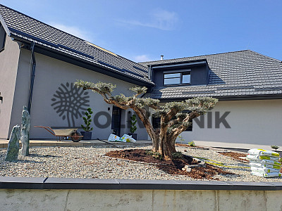 Velký Olivovník Bonsai Plato - Zlínský kraj