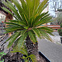 CYCAS REVOLUTA - výška 180cm