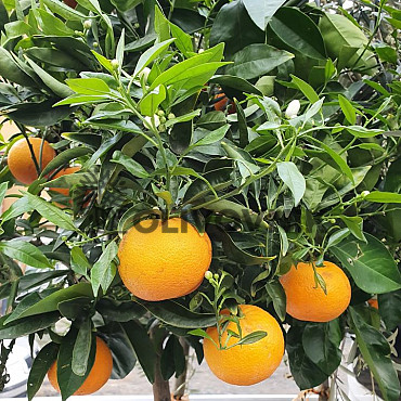 Citrus Reticulata - Mandarinka ( 120 - 140cm) / VYPRODÁNO