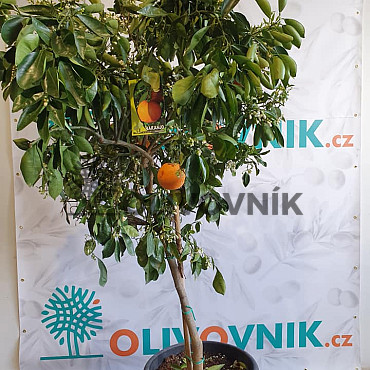 Citrus Reticulata - Mandarinka ( 120 - 140cm) / VYPRODÁNO