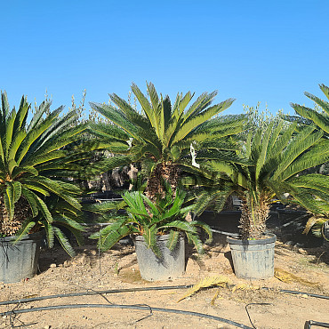 Cycas Revoluta - extra