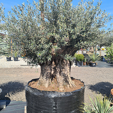 Olivovník Evropský - Bonsai 160/180 - Grande