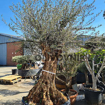 Olivovník Evropský - Bonsai Ejemplar Cesto