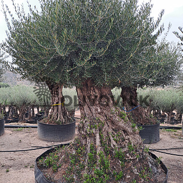 Olivovník Evropský - Bonsai Lechin Grande