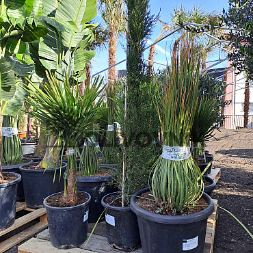 Trachycarpus Fortunei 10Lt - výška 60-80cm