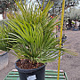 Chamaerops Humilis 15Lt