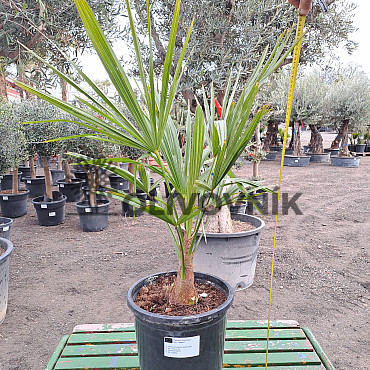 Trachycarpus Fortunei 10Lt - výška 60-80cm