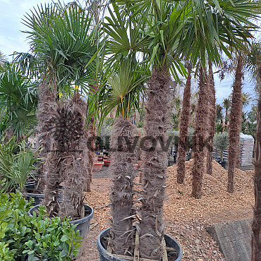 Trachycarpus Fortunei - dvojkmen, trojkmen - AKCE