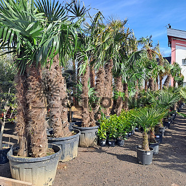 Trachycarpus Fortunei - dvojkmen, trojkmen - AKCE