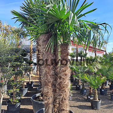 Trachycarpus Fortunei - dvojkmen, trojkmen - AKCE