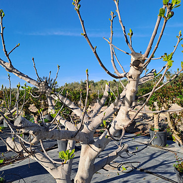 FICUS CARICA - Fíkovník