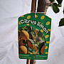 Citrus Limon 15Lt / (140/160cm)